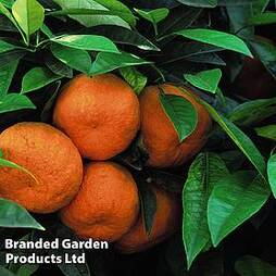 Orange 'Bigaradier'