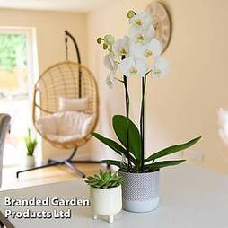 Phalaenopsis White (Twin Stem) in taupe glass
