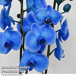 Blue Phalaenopsis Orchid