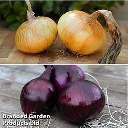 Onion Autumn Planting Duo