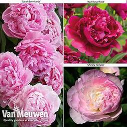 Peony Collection