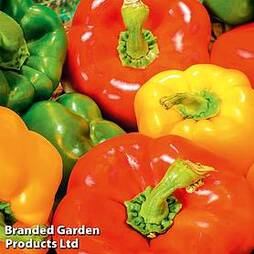 Sweet Pepper Collection (Grafted)