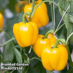 Sweet Pepper 'Campor' (Grafted)