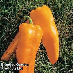 Sweet Pepper 'Cleor' (Grafted)