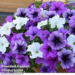 Petunia Giant Collection