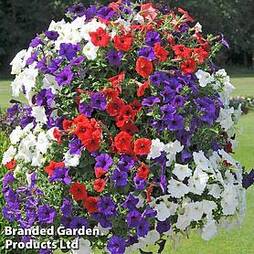 Petunia Royal Jubilee pre planted Hanging Basket