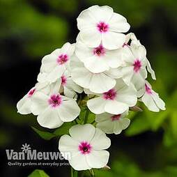 Phlox subulata 'Pharao Red Eye'