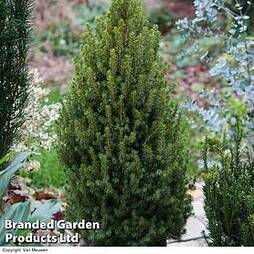 Potted Christmas Tree - Picea Perfecta