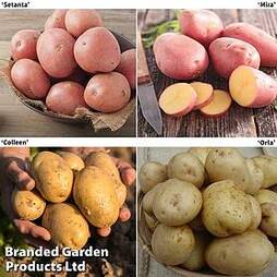 Potato Collection Blight Resisters