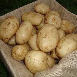 Potato 'Maris Bard'