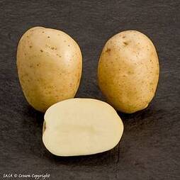 Potato Premiere 1kg