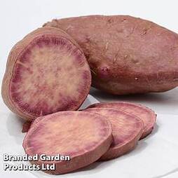 Sweet Potato 'Sakura' (Organic)