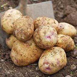 Potato Vales Sovereign