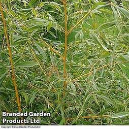 Bamboo 'Gold'