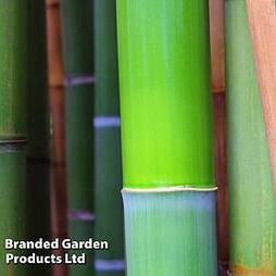 Bisset's Bamboo