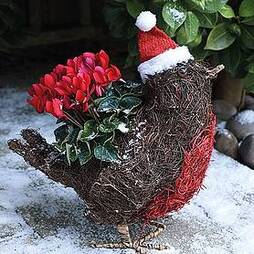 Robin Festive Planter with Cyclamen - Gift