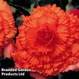 Begonia 'Prima Donna Orange'