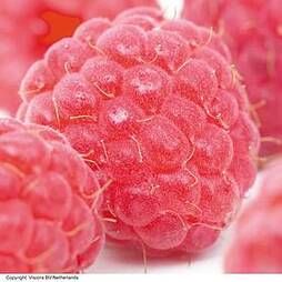 Raspberry 'Imara' (Autumn fruiting)