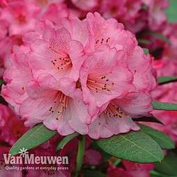 Rhododendron 'Wine and Roses'