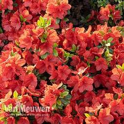 Rhododendron 'Geisha Orange' (Azalea Group)