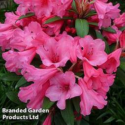 Rhododendron Dwarf Light Pink