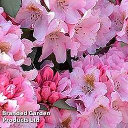 Rhododendron 'Bashful' Yakushimanum Hybrid