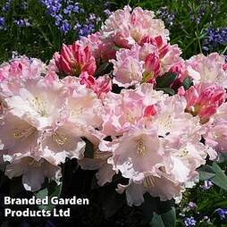 Rhododendron 'Yakushimanum Soft Pink'