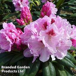 Rhododendron 'Flanagan's Daughter' Yakushimanum Hybrid