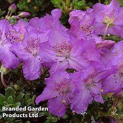 Rhododendron 'Dwarf Keleticum'