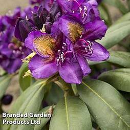 Rhododendron 'Hybrid Purple'