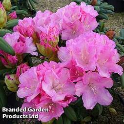 Rhododendron 'Morning Cloud' Yakushimanum Hybrid