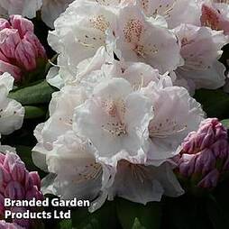 Rhododendron 'Snow Crown' Yakushimanum Hybrid