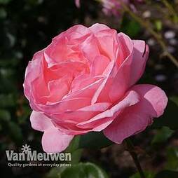 Rose 'Queen Elizabeth'