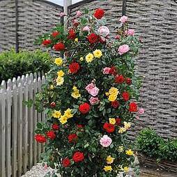 Rose '3-in-1' Collection (Climbing Rose)