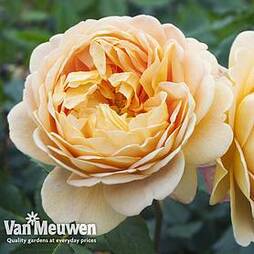 Rose 'Scented Double Gold'