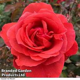 Rose 'Fragrant Cloud' (Hybrid Tea Rose)