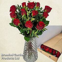 Letterbox Gift - Dozen Red Roses Bouquet