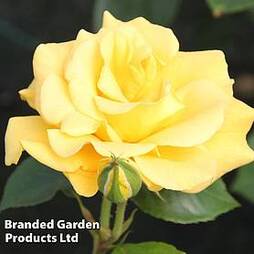 Rose 'Precious Gold' (Floribunda Rose)