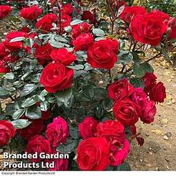 Rose 'Precious Ruby' (Floribunda Rose)