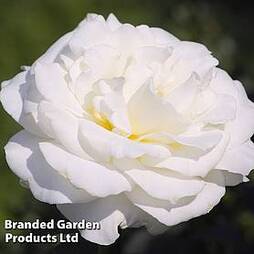Rose 'Standard White'