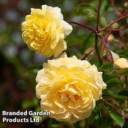 Rose 'Scentifall Yellow'