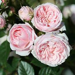 Rose 'Silver Wishes' (Patio Shrub Rose)