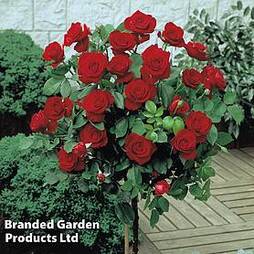 Rose Standard Red (40cm stem)