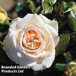Rose 'Home Florist Timeless Cream' (Hybrid Tea Rose)