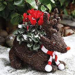 Festive Sitting Rudolph Brushwood Pot & Cyclamen - Gift