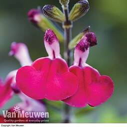 Salvia 'Cherry Lips'