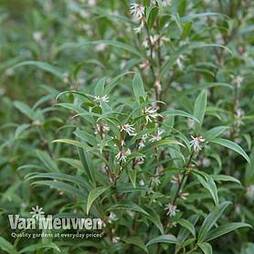 Sarcococca hookeriana var. digyna