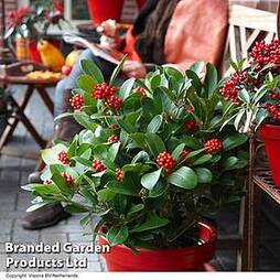 Skimmia Japonica 'Olympic Flame'