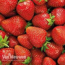 Strawberry 'Elsanta'