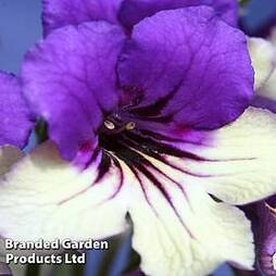 Streptocarpus 'Harlequin Purple'
